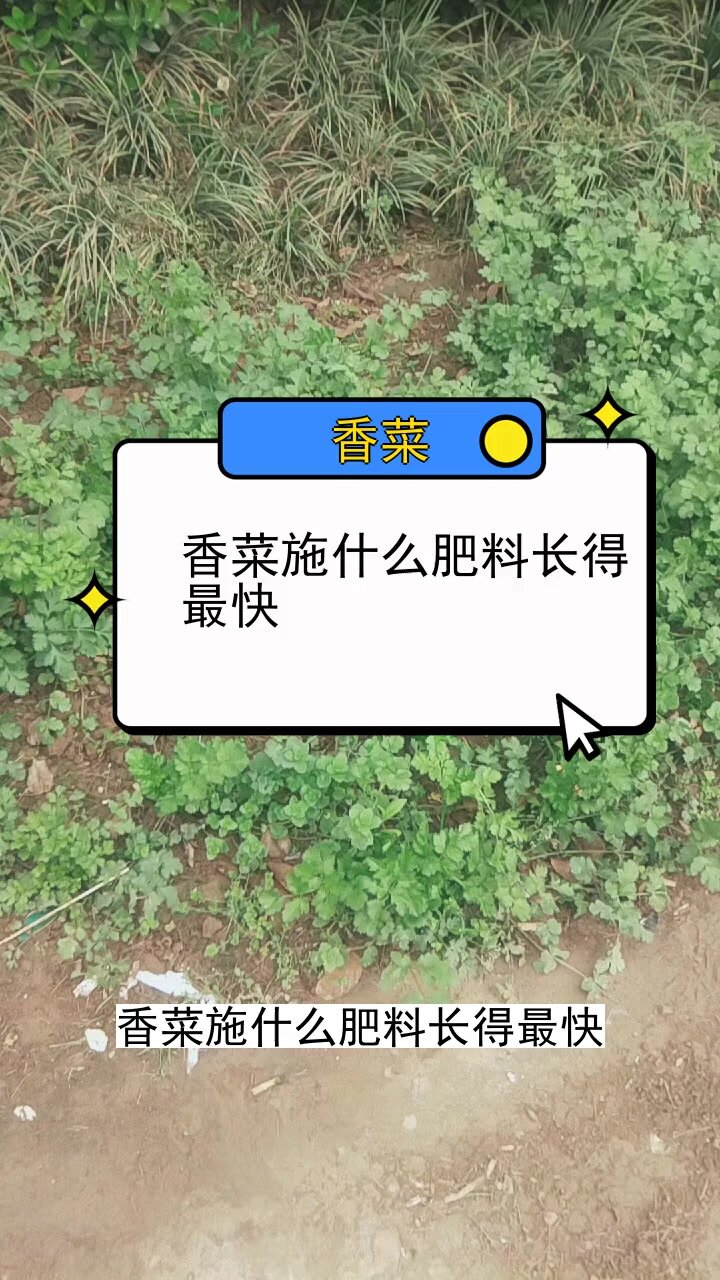 香菜施什么肥料长得最快 三农种植 农