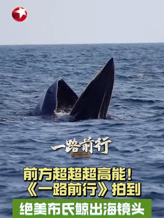 前方超超超高能!《一路前行》拍到 绝美布氏鲸出海镜头 胡歌这是什么神仙运气!竟能一起亲眼目