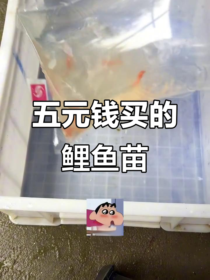 网购鲤鱼苗挑战:5块钱买两包,红鲤与绿鲤大比拼