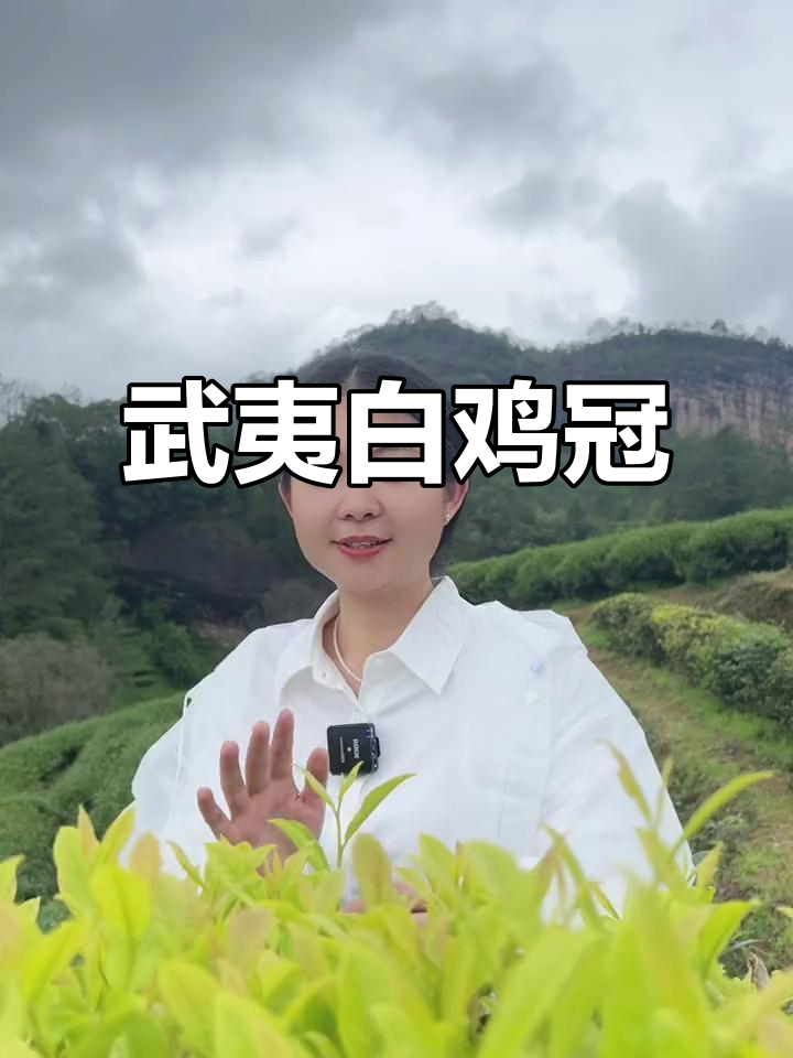 白鸡冠茶,武夷山独特名丛,清新淡雅,口感鲜爽