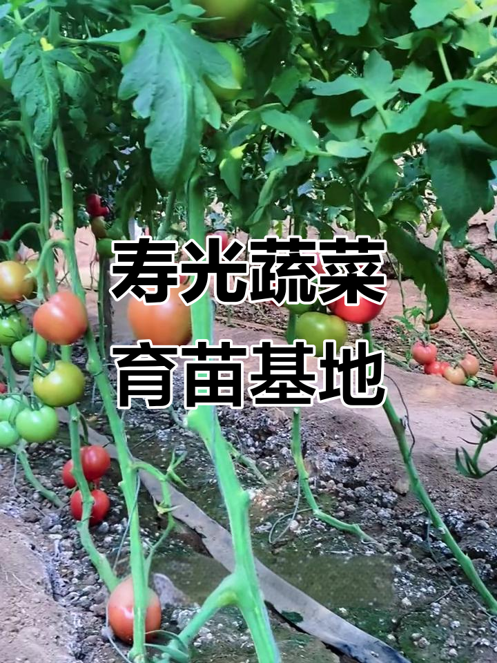 山东寿光蔬菜种苗基地，辣椒番茄叶菜全覆盖