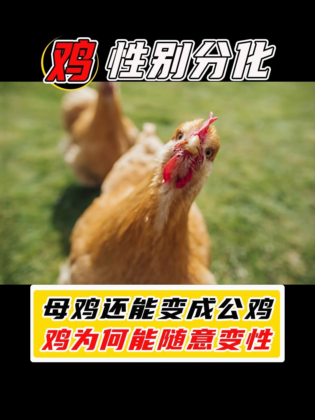 母鸡为了繁衍后代,竟然主动变成公鸡?
