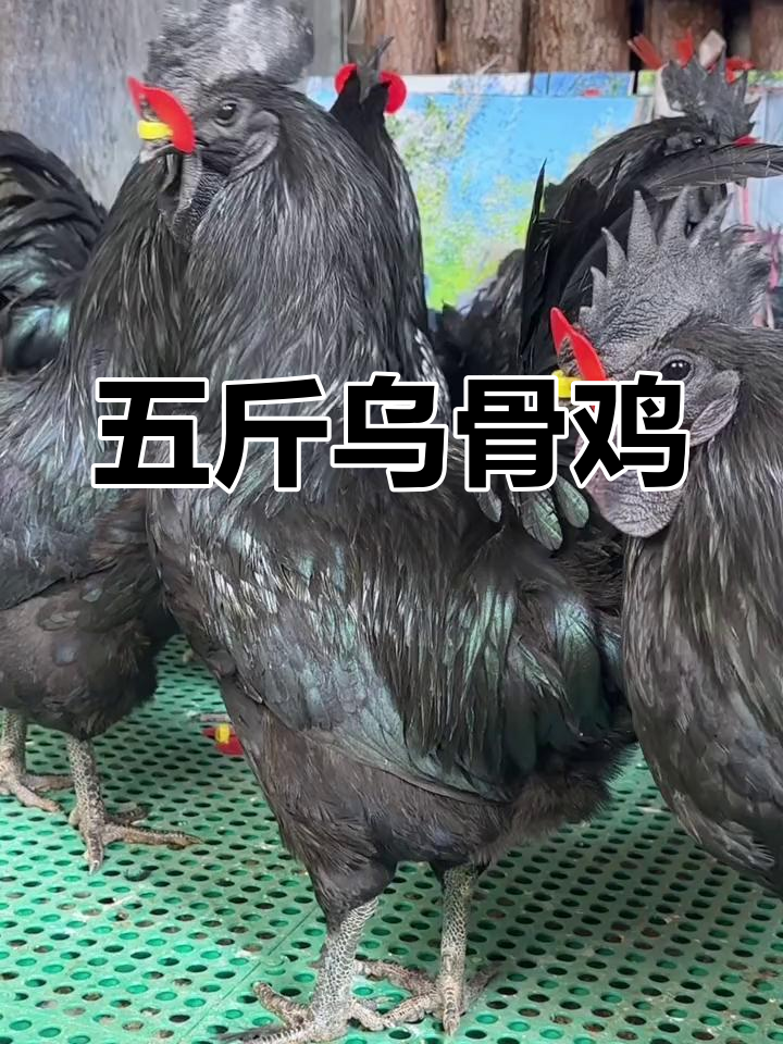 云南盐津乌骨鸡:五斤公母皆有,皮肉内脏全黑