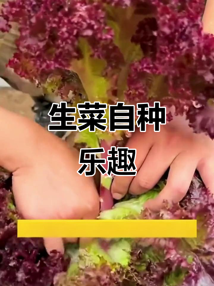 紫叶生菜,阳台种植轻松收获,营养美味不断生长!