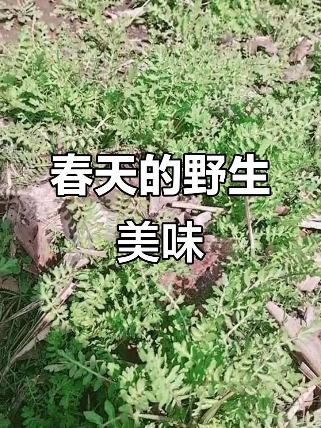 春天里的野味,荠菜、婆婆丁和绿葱都来了