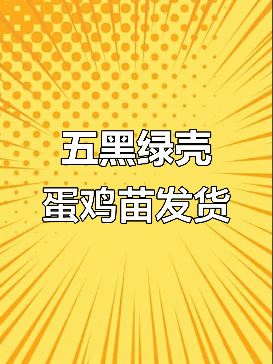 贺州富阳客户订购1200羽五黑绿壳蛋鸡苗,疫苗齐全,健康保障