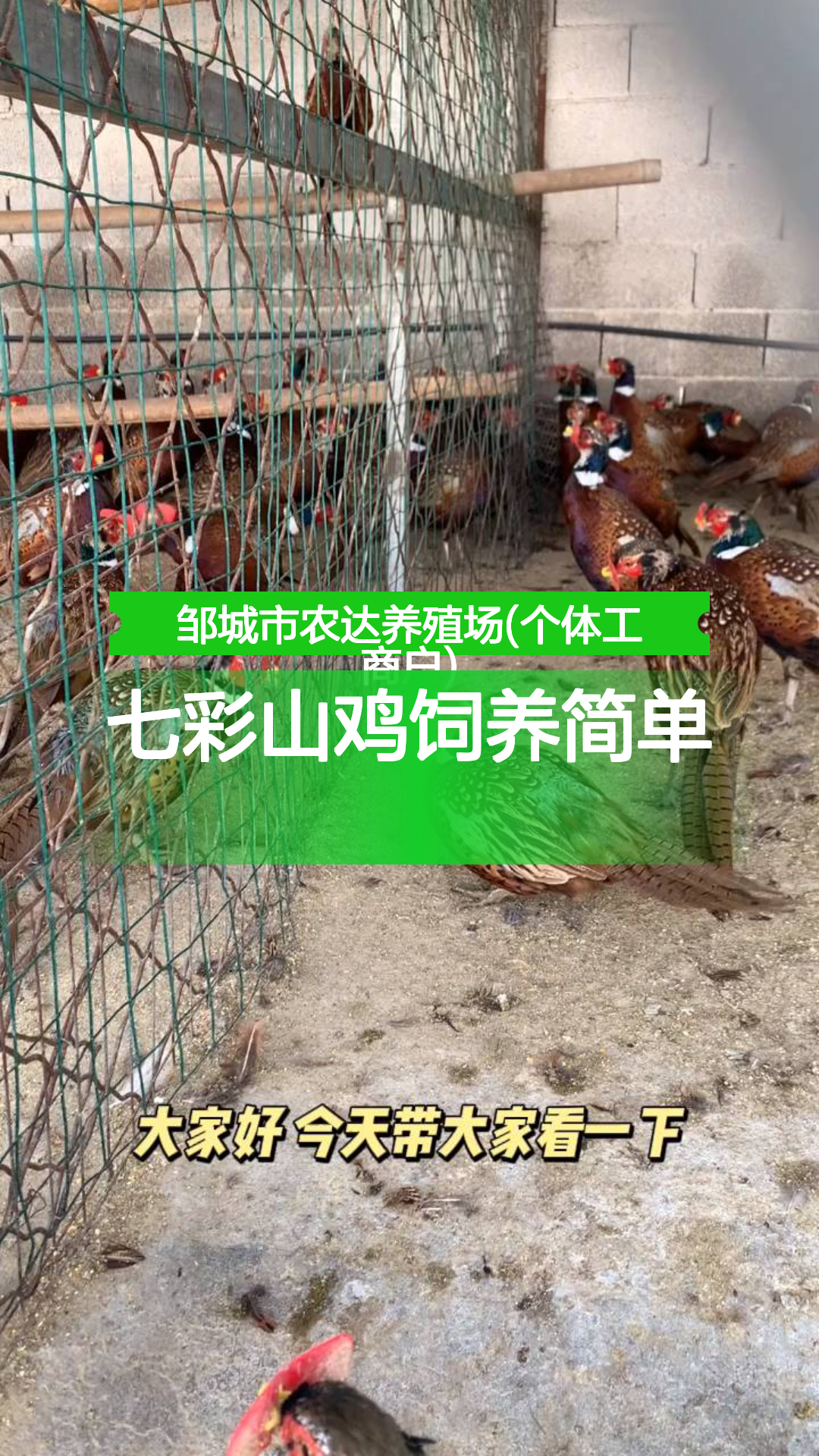 七彩山鸡饲养简单