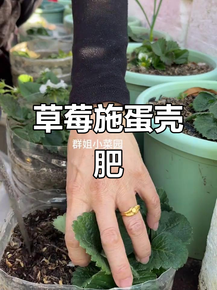 给草莓加点鸡蛋壳肥，助力生长更旺盛