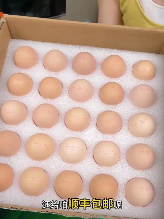 他不顾老婆反对在山上养了一万只鸡 可生食鸡蛋 农村散养土鸡 鸡蛋的神仙吃法