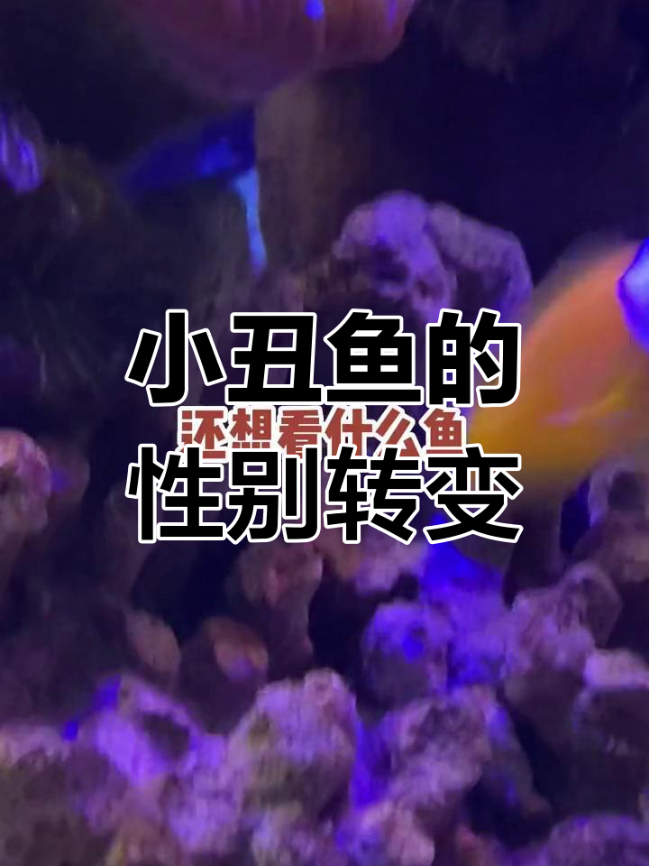 小丑鱼也能变性,揭秘海底世界的奇妙生物