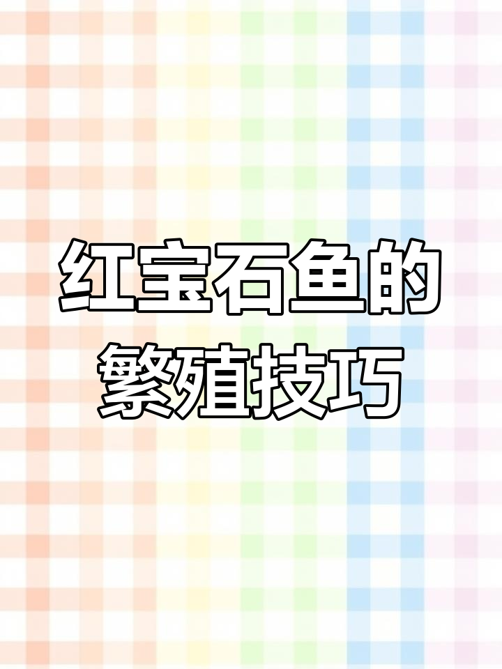 红宝石鱼繁殖全攻略:轻松上手,快速体验亲子乐趣