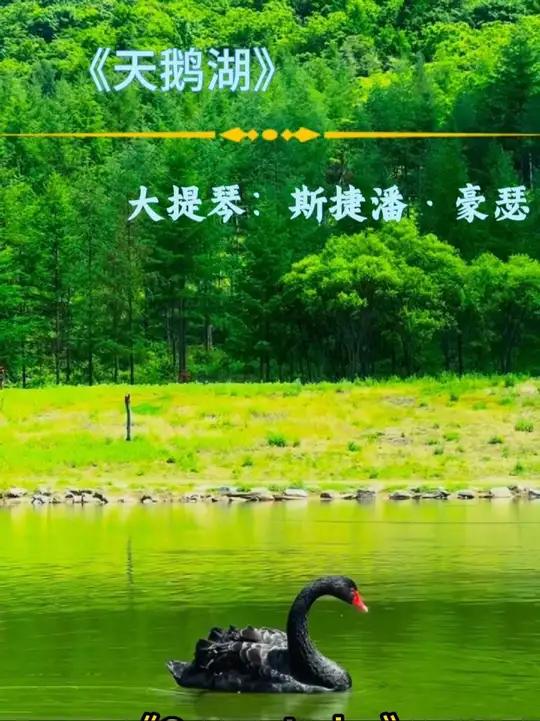 跟着经典歌曲天鹅湖大提琴曲游本溪,欣赏黑天鹅与碧波粼粼的湖水交织成画～