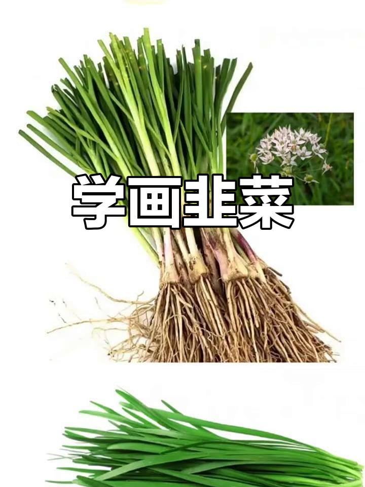 跟朱朱老师学国画:韭菜的生动绘制技巧