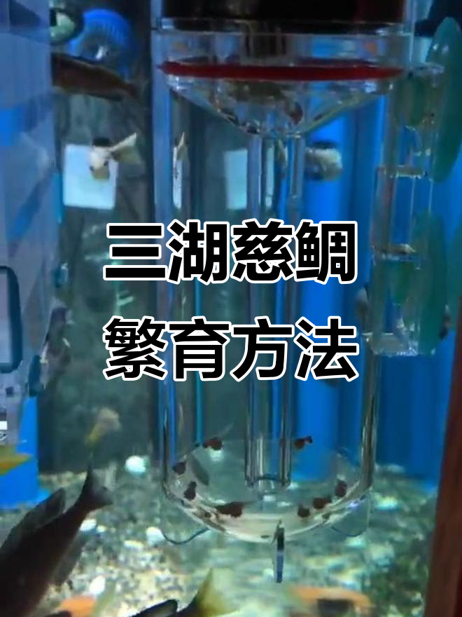 三湖慈鲷繁殖揭秘:母鱼口孵后代,孵化过程全解析