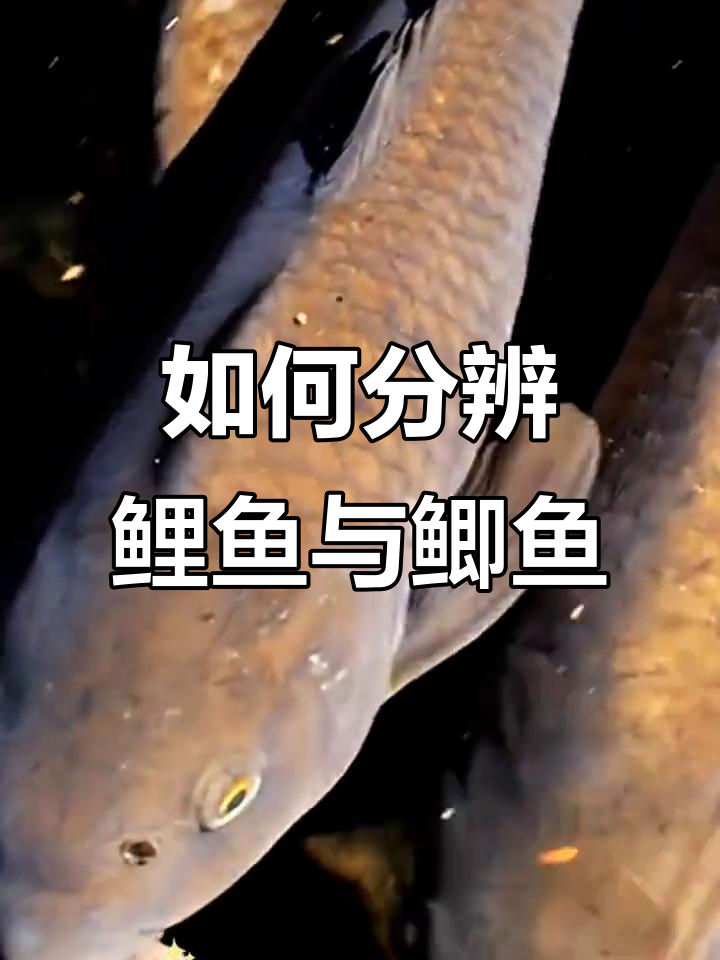 鲤鱼和鲫鱼的辨别技巧,轻松区分两者