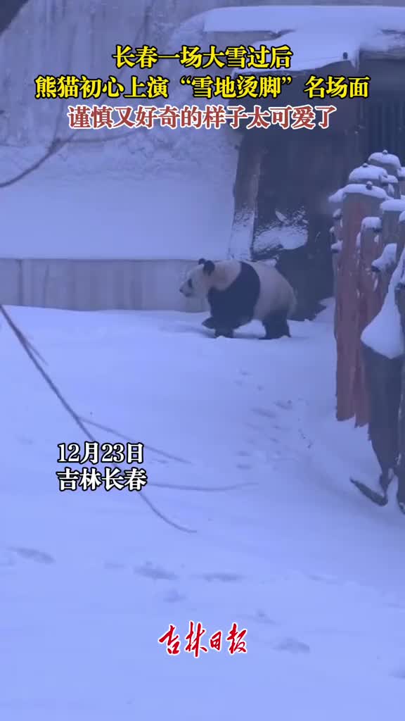 「视频」一场大雪过后,熊猫初心上演“雪地烫脚”名场面,谨慎又好奇的样子太可爱了!