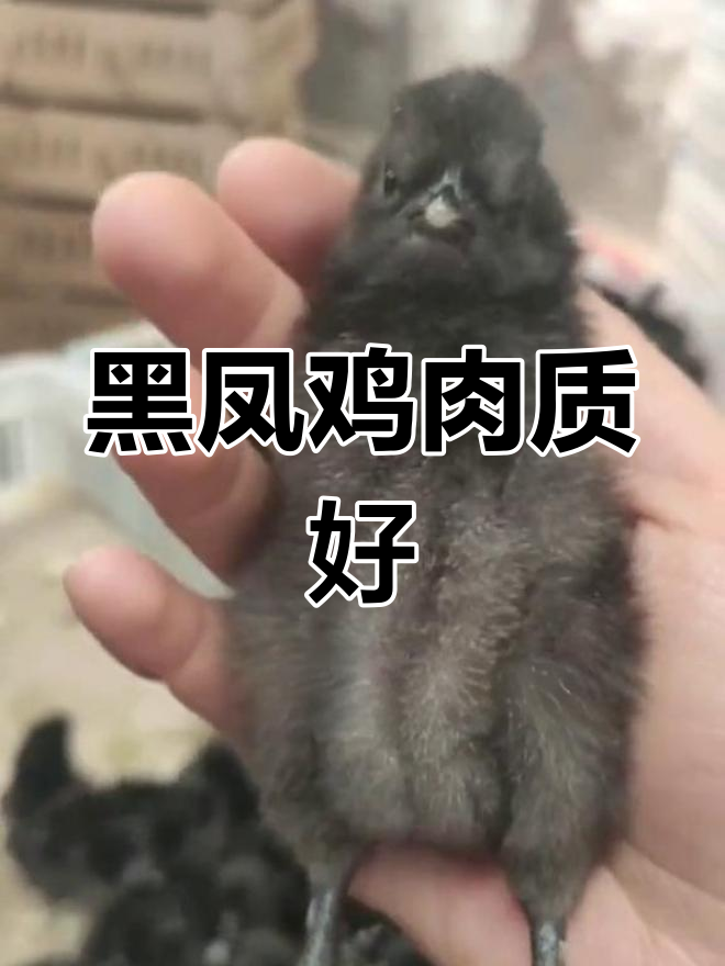 黑凤鸡为何受欢迎?