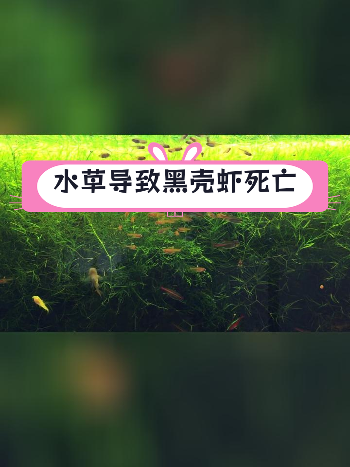 鱼友种水草后黑壳虾团灭,原因分析