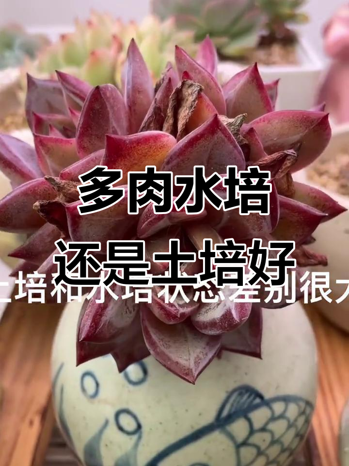 水培与土培多肉差异大,哪个更适合你?
