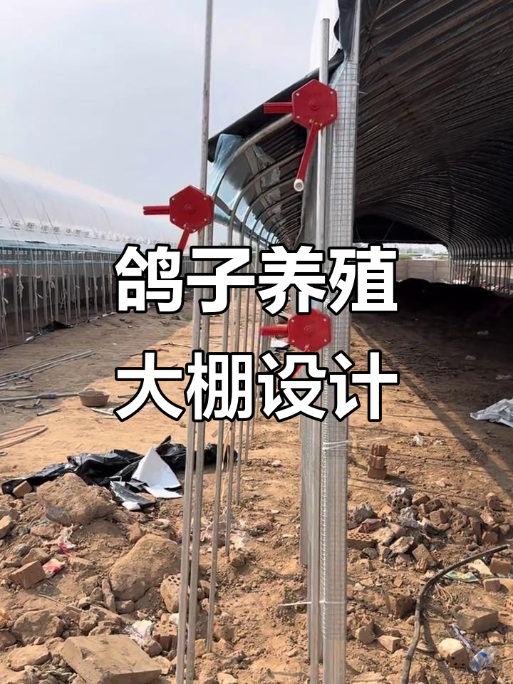 落地式防雨檐口设计,鸽子养殖大棚全解析