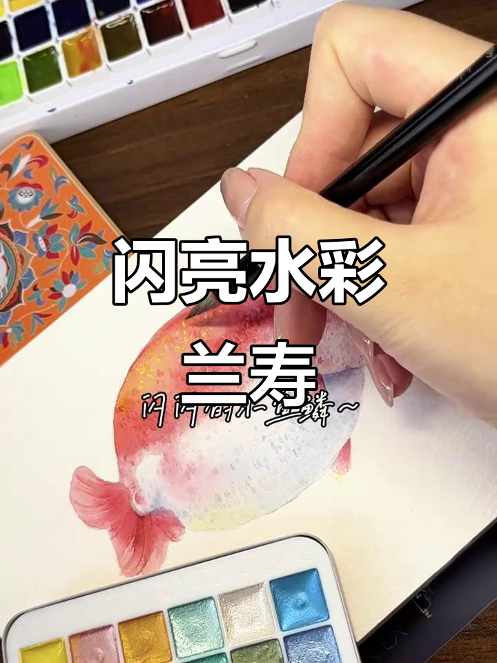 水彩兰寿鱼，闪亮登场，萌到不行！