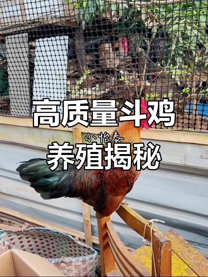 母鸡毛小怡的斗鸡文化与养殖故事