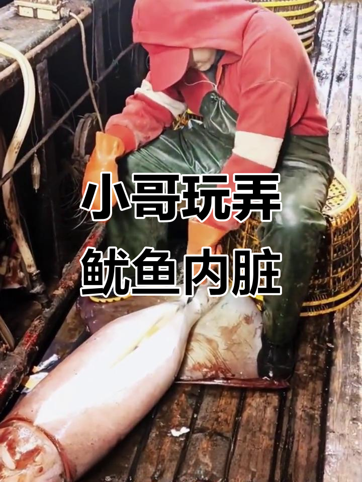 渔民小哥解剖鱿鱼，竟然玩弄内脏！