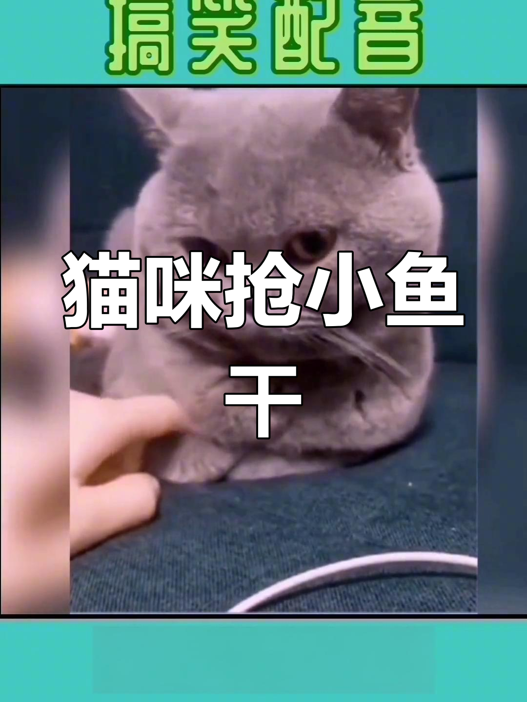 猫咪躲猫猫搞笑日常,小鱼干引发大追逐