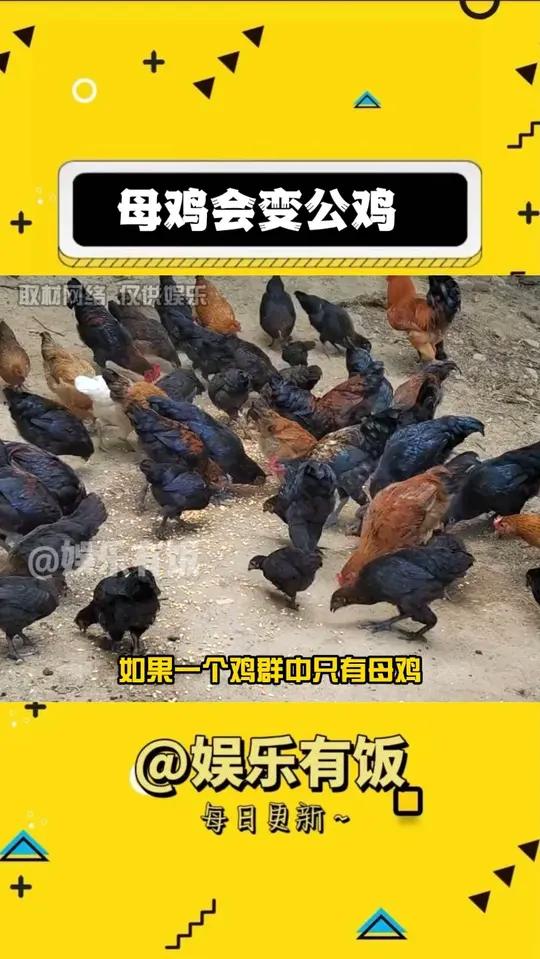 母鸡也能变公鸡