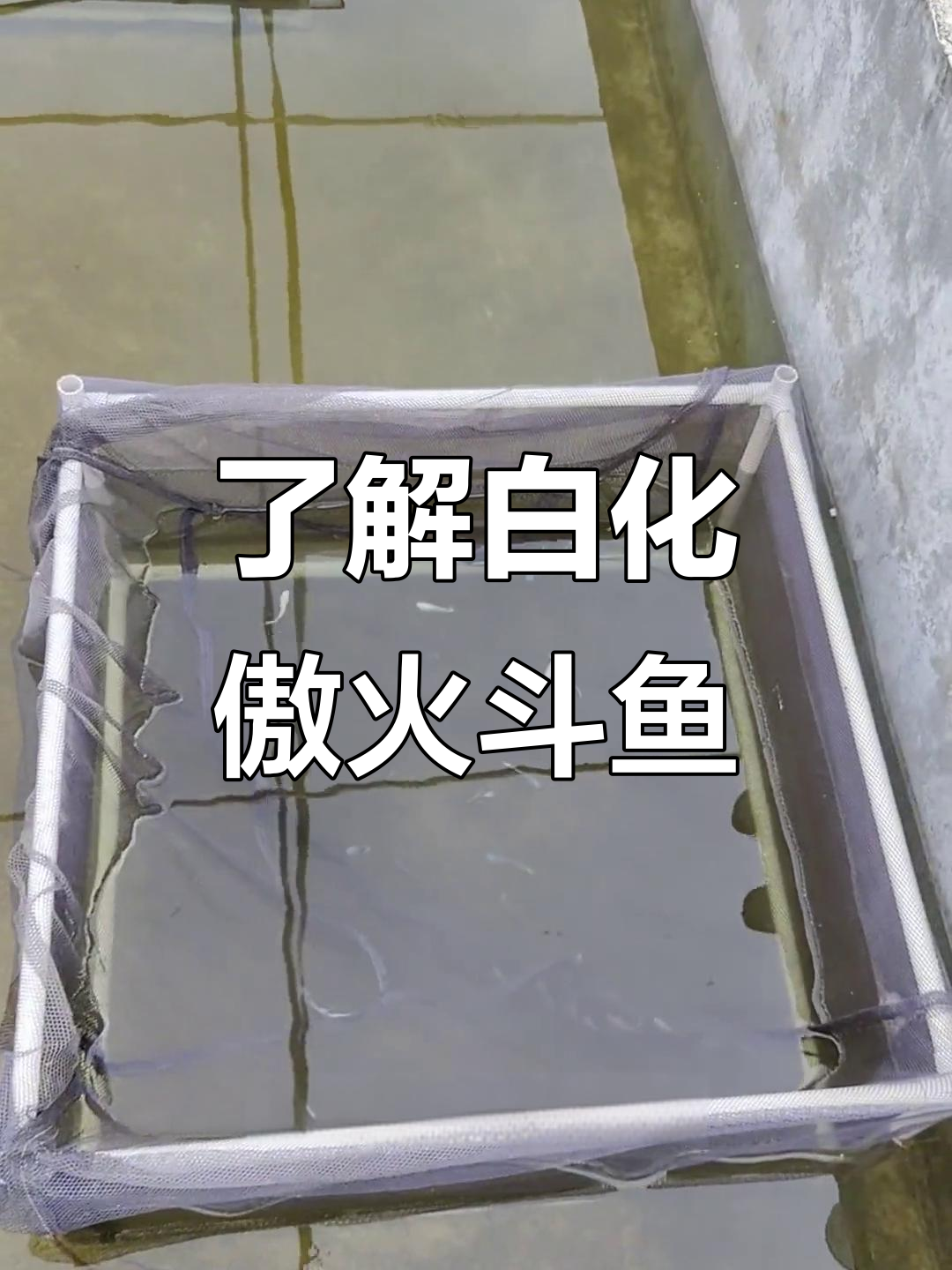 白化傲火斗鱼揭秘,公母区分与养殖技巧