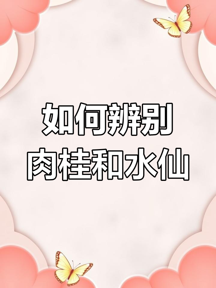 武夷岩茶品质大揭秘:如何区分肉桂与水仙