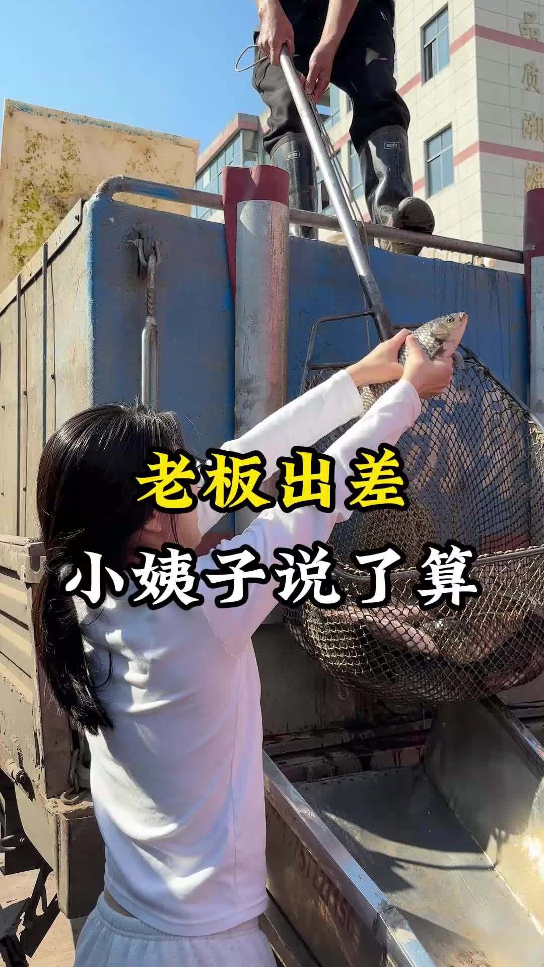 老板出差,小姨子说了算!300多斤鲫鱼免费钓!欢迎大家来乾丰堂钓鱼!@乾丰堂红木阿飘 红木
