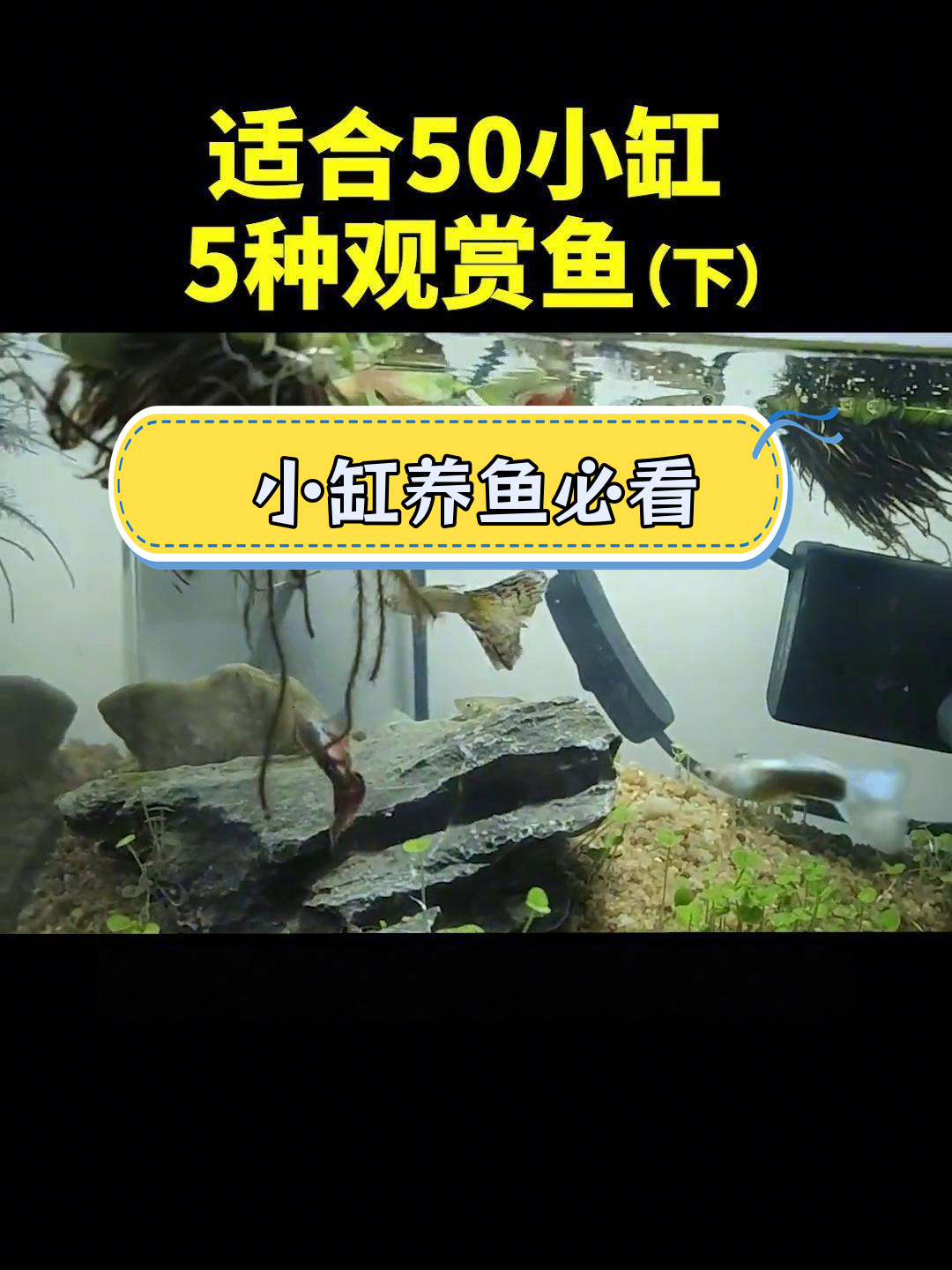 适合50小缸养的五种观赏鱼推荐