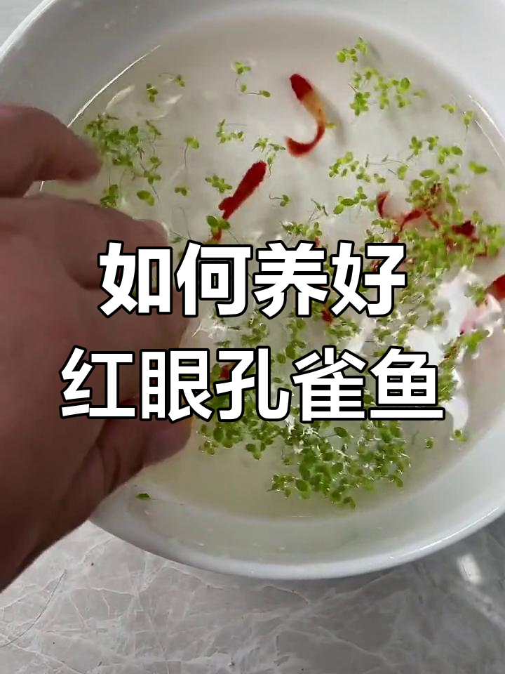 鸿运当头孔雀鱼养殖技巧:水质管理、喂食要点全解析