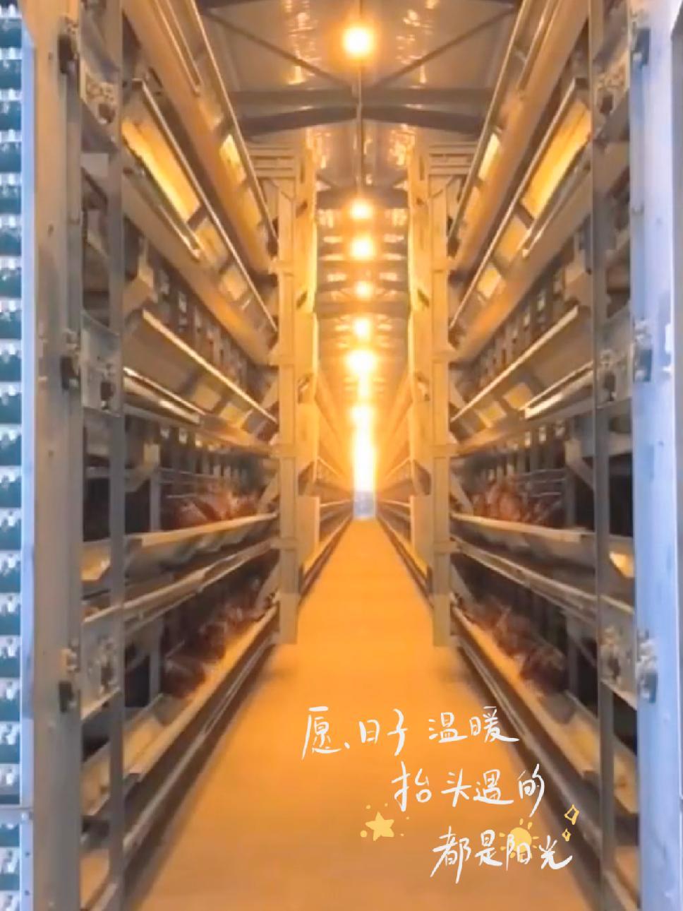 高层层叠蛋鸡笼 3-6层蛋鸡笼养鸡设备生产,为你提供全方位养鸡方案。养鸡 蛋鸡 养殖 三农