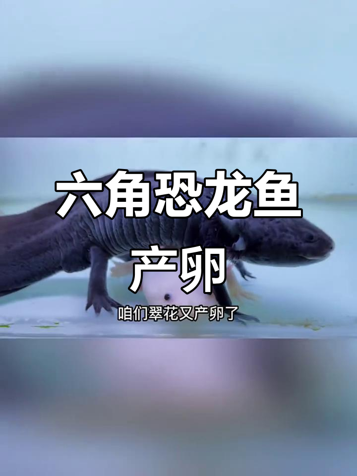 六角恐龙鱼产卵了,翠花辛苦一年终于迎来丰收