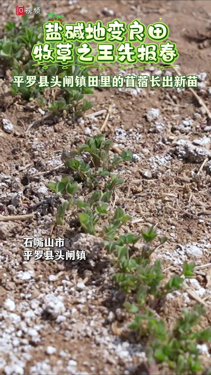 平罗县头闸镇田里的苜蓿长出新苗。#苜蓿#春天(记者:王宵袁佳见习记者:杨梅编辑:张珂)