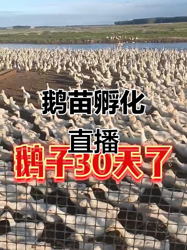 农村养殖人直播精彩时刻,鹅苗孵化全过程大揭秘