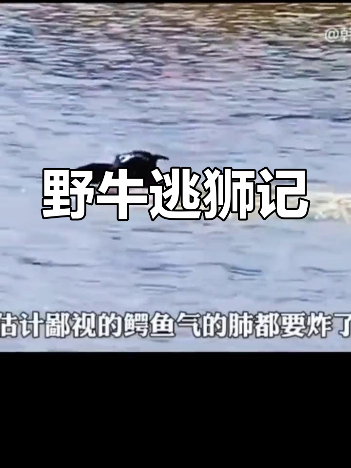野牛跳河逃脱狮子追击,水中霸王鳄鱼也来凑热闹