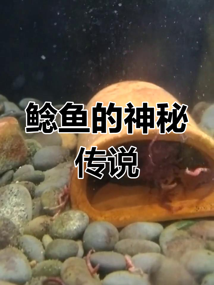 鲶鱼为何总与地震联系在一起?揭秘背后的文化差异