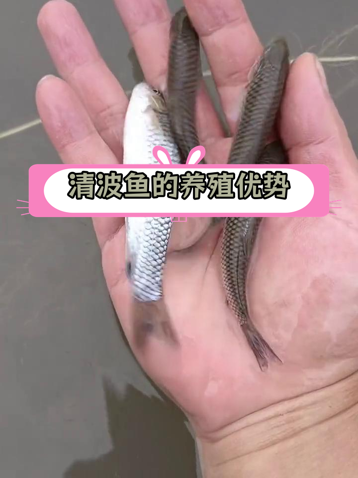 青波鱼:长江特产,草食性鱼类