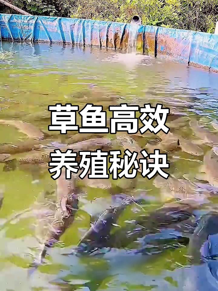 草鱼养殖技巧：如何选对饲料，让它们快速成长