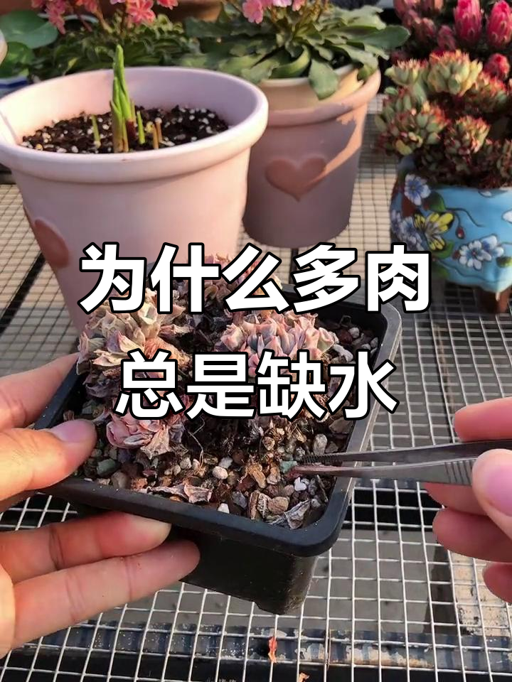多肉植物缺水原因大揭秘,如何正确浇水让它更健康