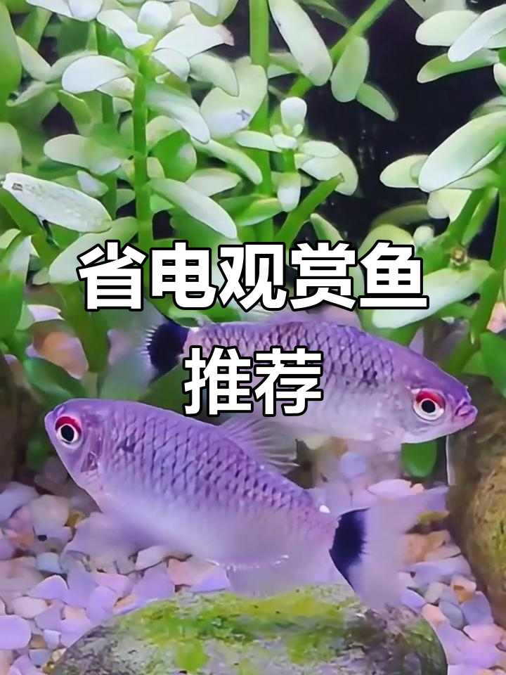 哪些观赏鱼省电又好看?免打氧,轻松节省电费!