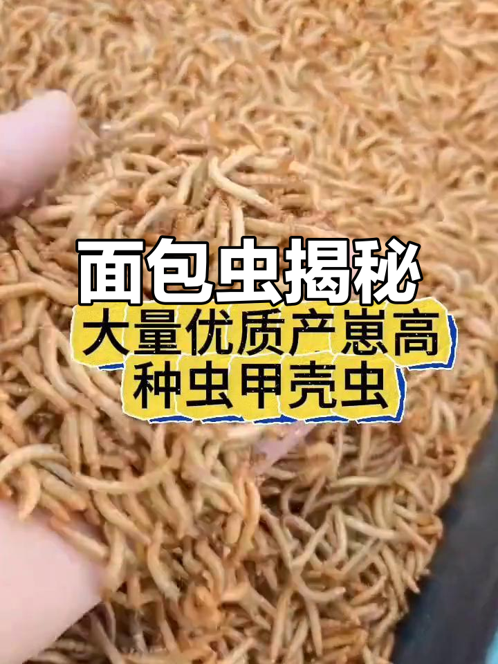 探索面包虫的成长过程,了解它们吃什么、如何繁殖!