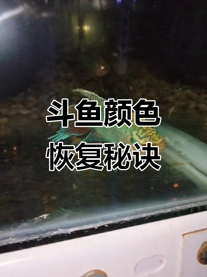 如何让中国斗鱼恢复原色?暗环境饲养技巧大公开