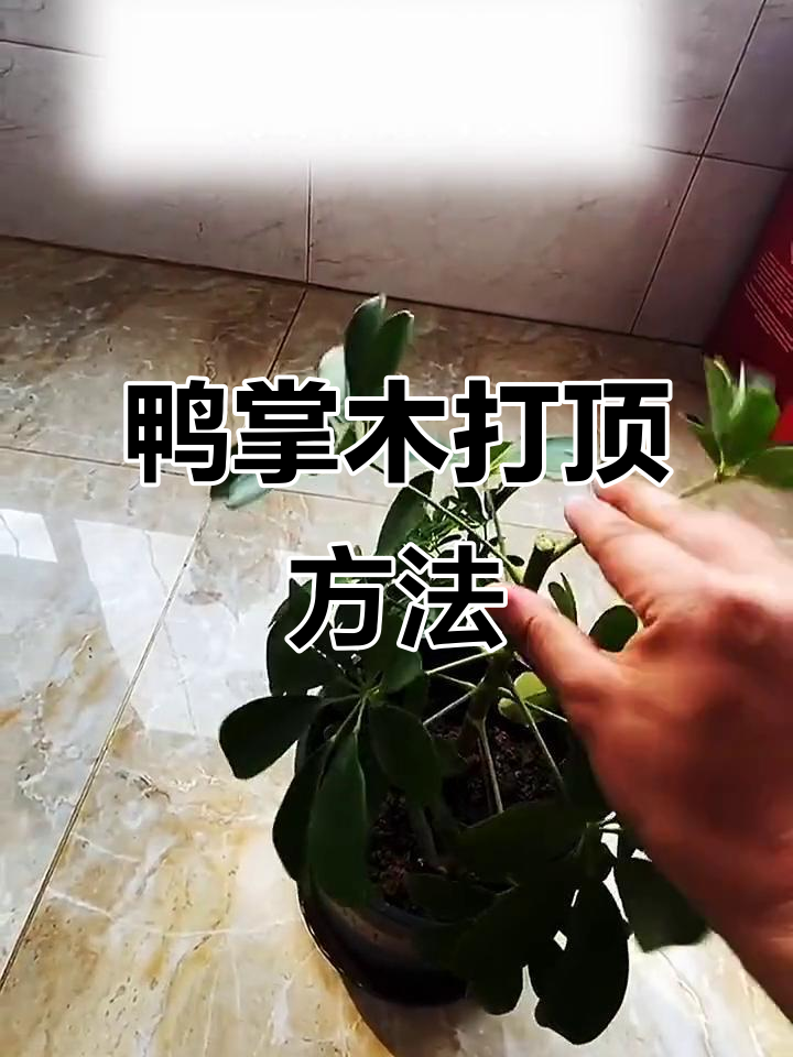 鸭掌木修剪技巧：打造独杆棒棒糖造型
