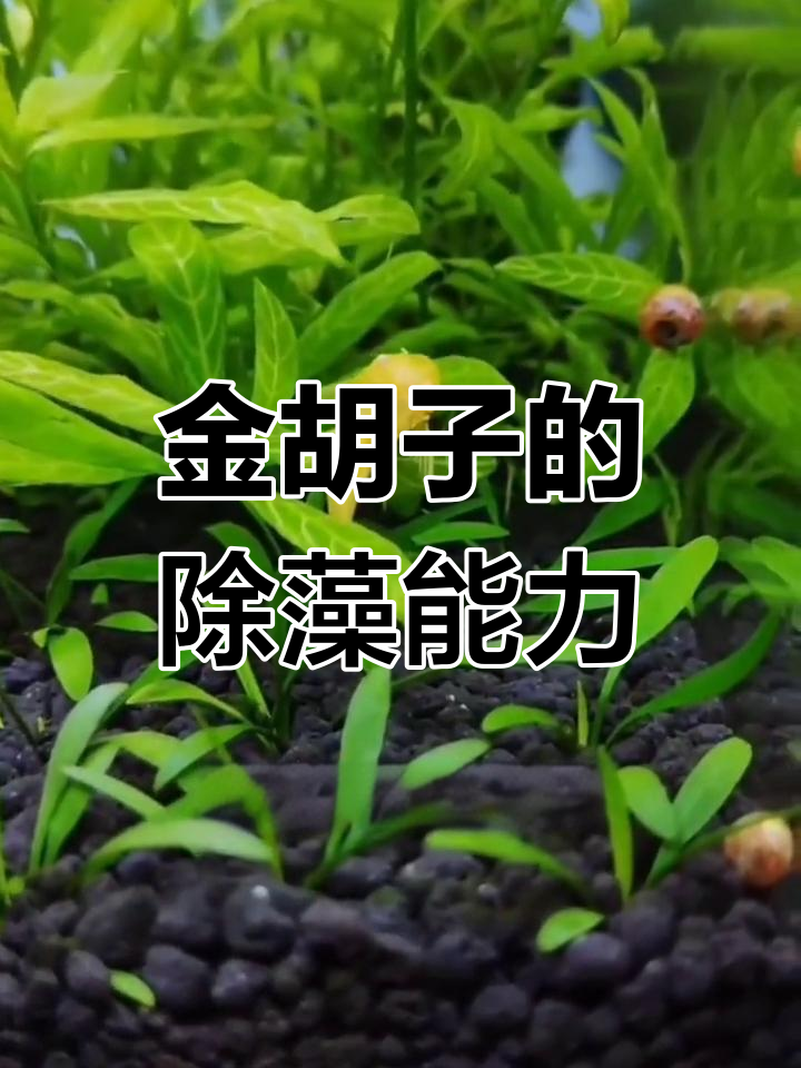 黄金小胡子工具鱼:吃藻不翻泥,水草缸必备