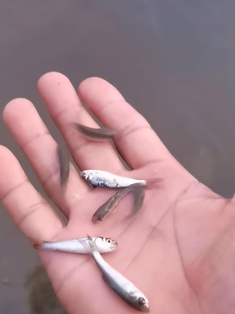 麦鲮鱼仔几天就瘦身了一半