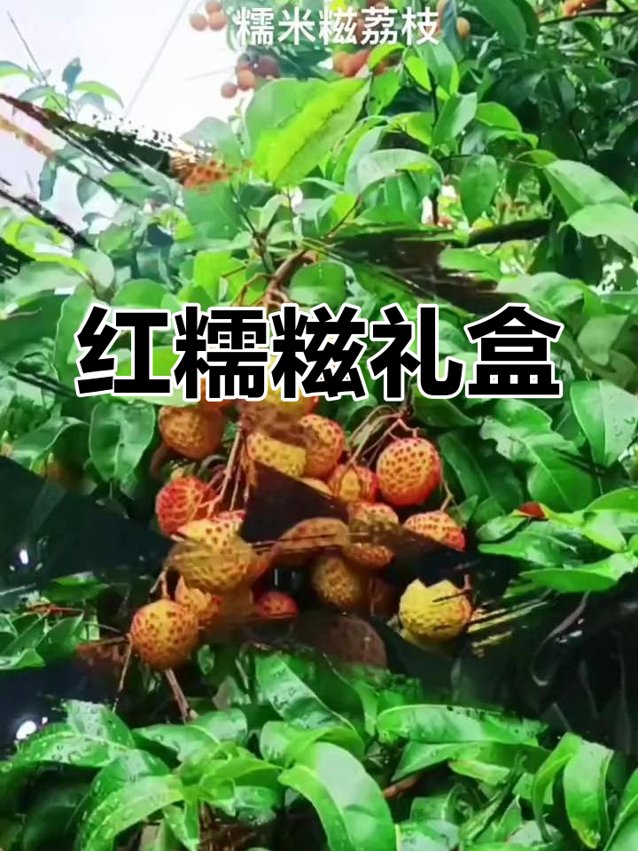 送礼首选,红糯米糍,口感独特,色泽鲜艳,耐保存